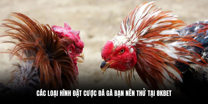 Các loại hình đặt cược đá gà bạn nên thử tại 8KBET