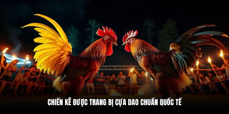 Chiến kê được trang bị cựa dao chuẩn quốc tế