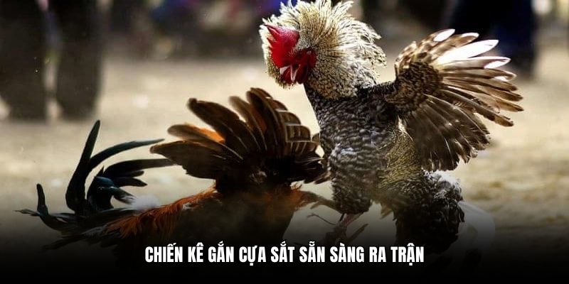 Chiến kê gắn cựa sắt sẵn sàng ra trận