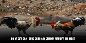 đá gà cựa dao