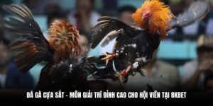 đá gà cựa sắt