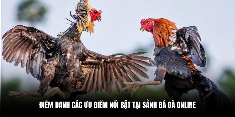 Điểm danh các ưu điểm nổi bật tại sảnh đá gà online