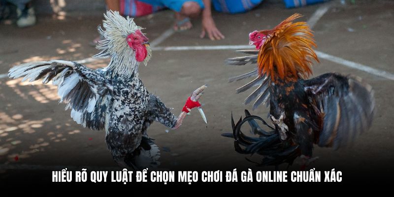 Hiểu rõ quy luật để chọn mẹo chơi đá gà online chuẩn xác
