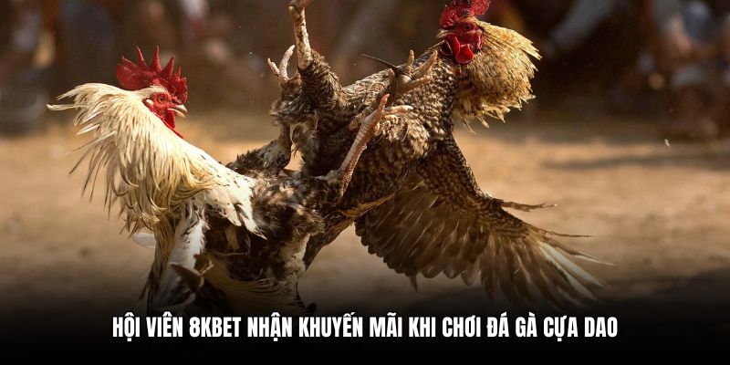 Hội viên 8KBET nhận khuyến mãi khi chơi đá gà cựa dao