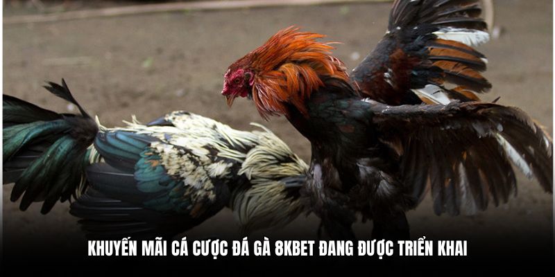 Khuyến mãi cá cược đá gà 8KBET đang được triển khai