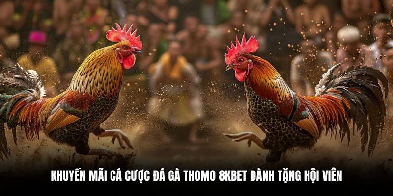 Khuyến mãi cá cược đá gà Thomo 8KBET dành tặng hội viên
