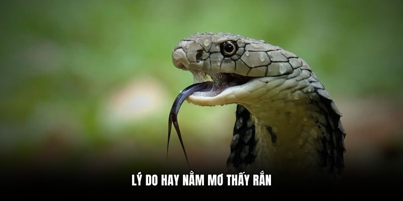 Lý do hay nằm mơ thấy rắn