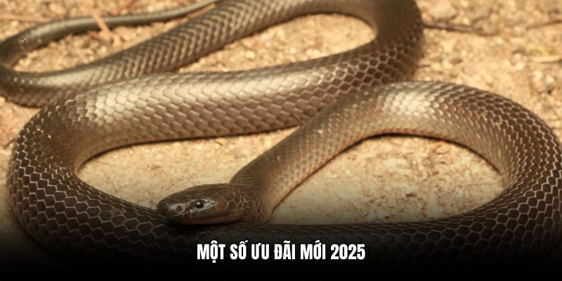Một số ưu đãi mới 2025