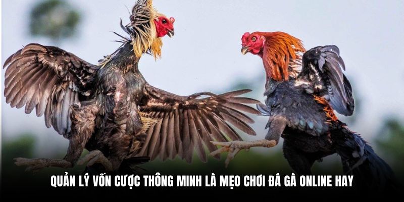 Quản lý vốn cược thông minh là mẹo chơi đá gà online hay