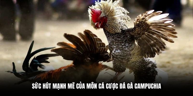 Sức hút mạnh mẽ của môn cá cược đá gà Campuchia