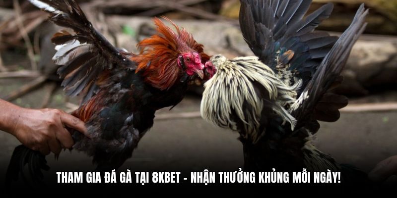 Tham gia đá gà tại 8KBET – nhận thưởng khủng mỗi ngày!
