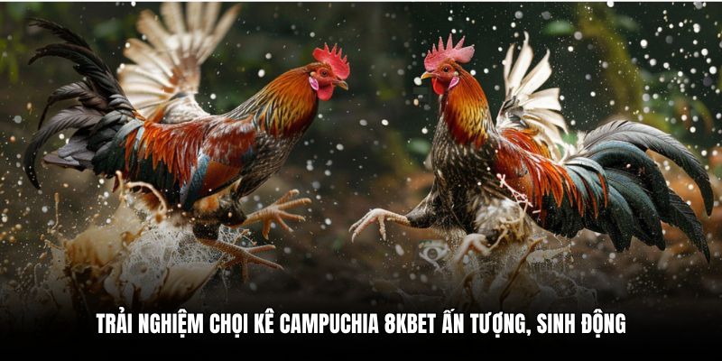 Trải nghiệm chọi kê Campuchia 8KBET ấn tượng, sinh động