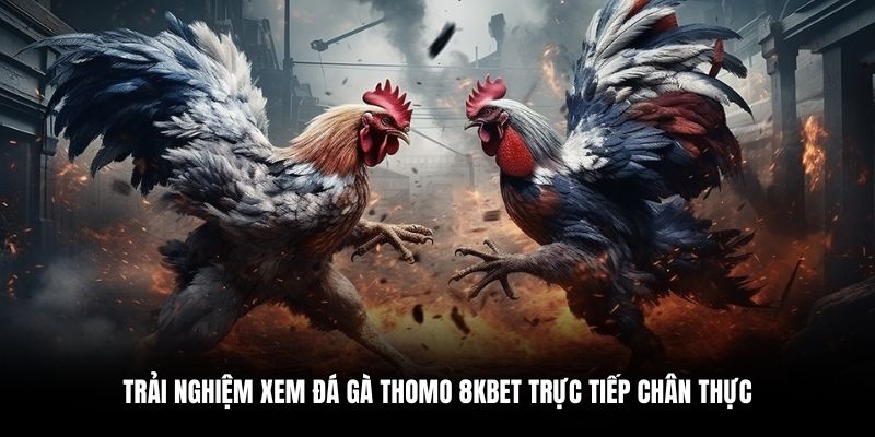 Trải nghiệm xem đá gà Thomo 8KBET trực tiếp chân thực