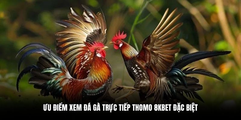 Ưu điểm xem đá gà trực tiếp Thomo 8KBET đặc biệt