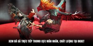 xem đá gà trực tiếp Thomo